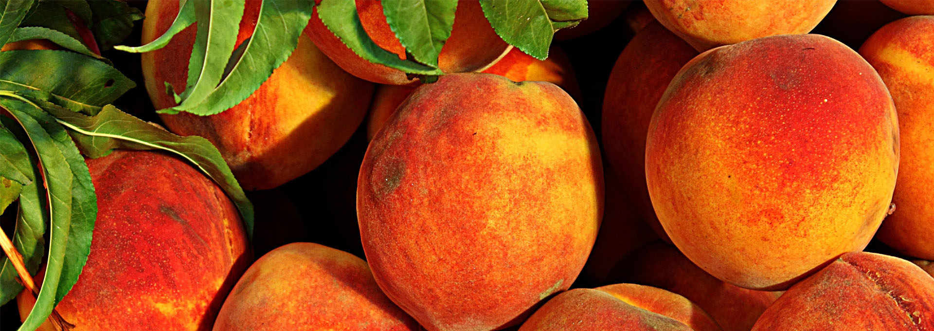 The Peaches of Emilia-Romagna