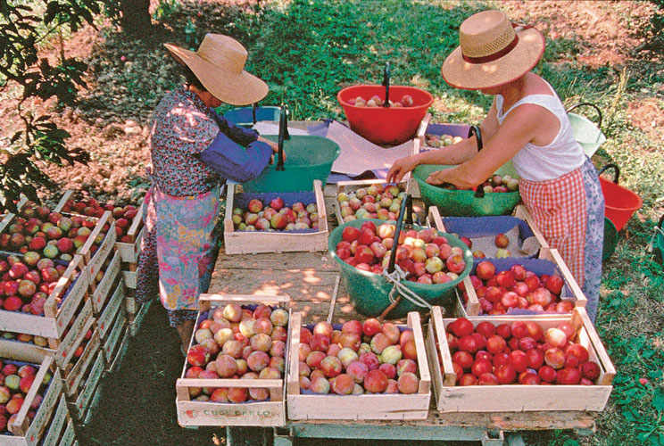 The Peaches of Emilia-Romagna are classified into different cultivation times ranging from precocious, early, mid and late season; spread across a timescale starting in late June and ending in early September.