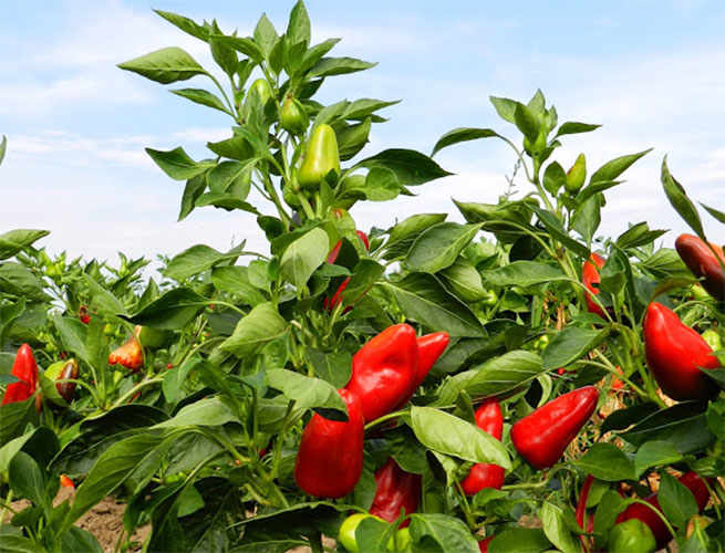 Peperoncino: Hot and Healthy
