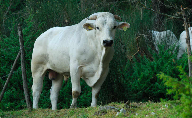 Val di Chiana. Art, Nature and Fine Eating