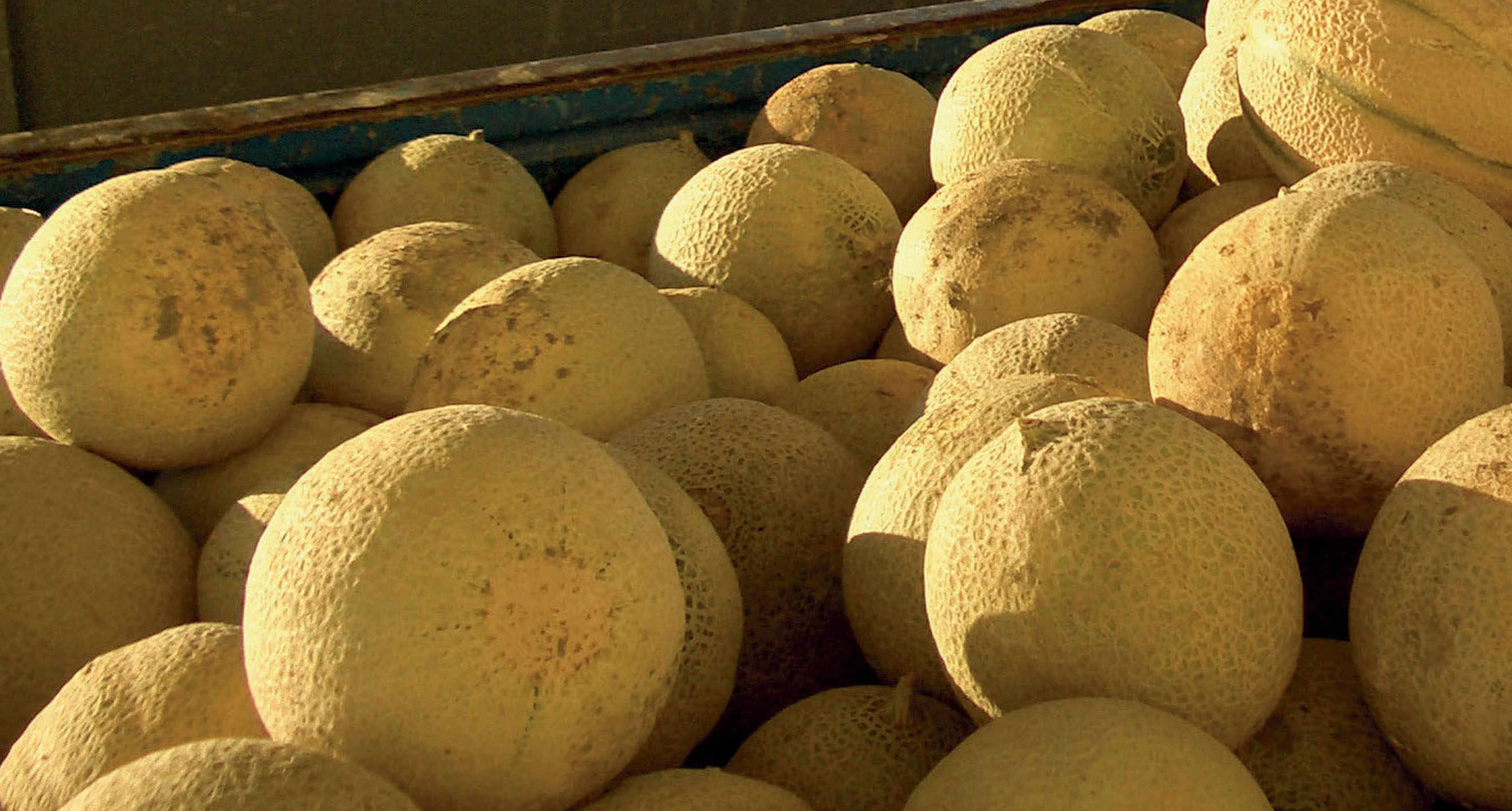 Melon is an important product in the province of Mantua and in 2003 the Consortium of the Mantua Melon was created.