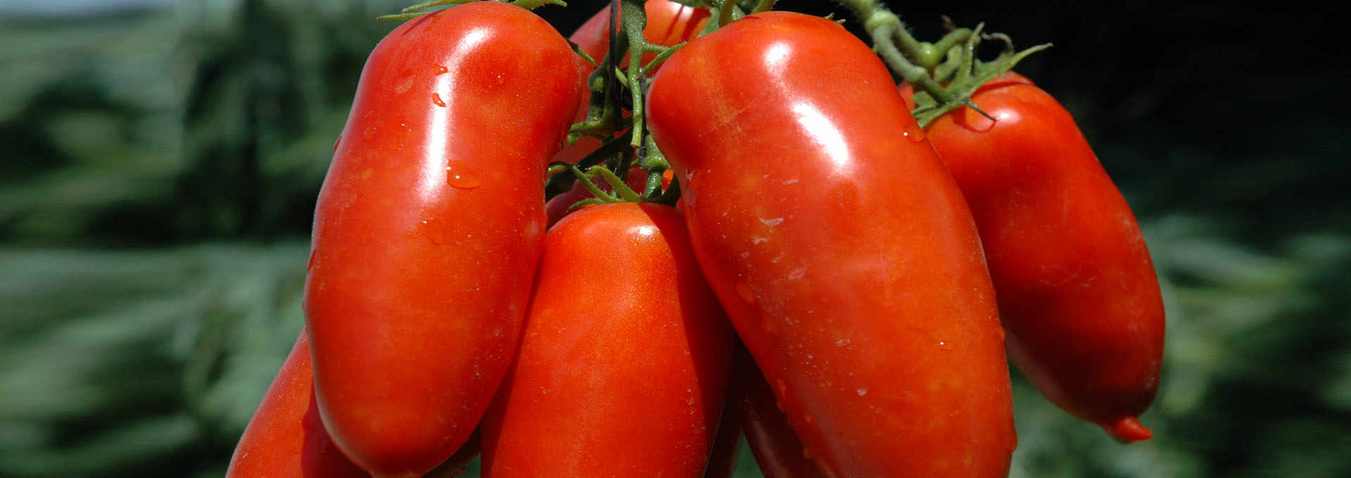 The World-Famous San Marzano Tomato