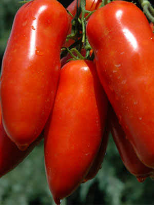 The World-Famous San Marzano Tomato