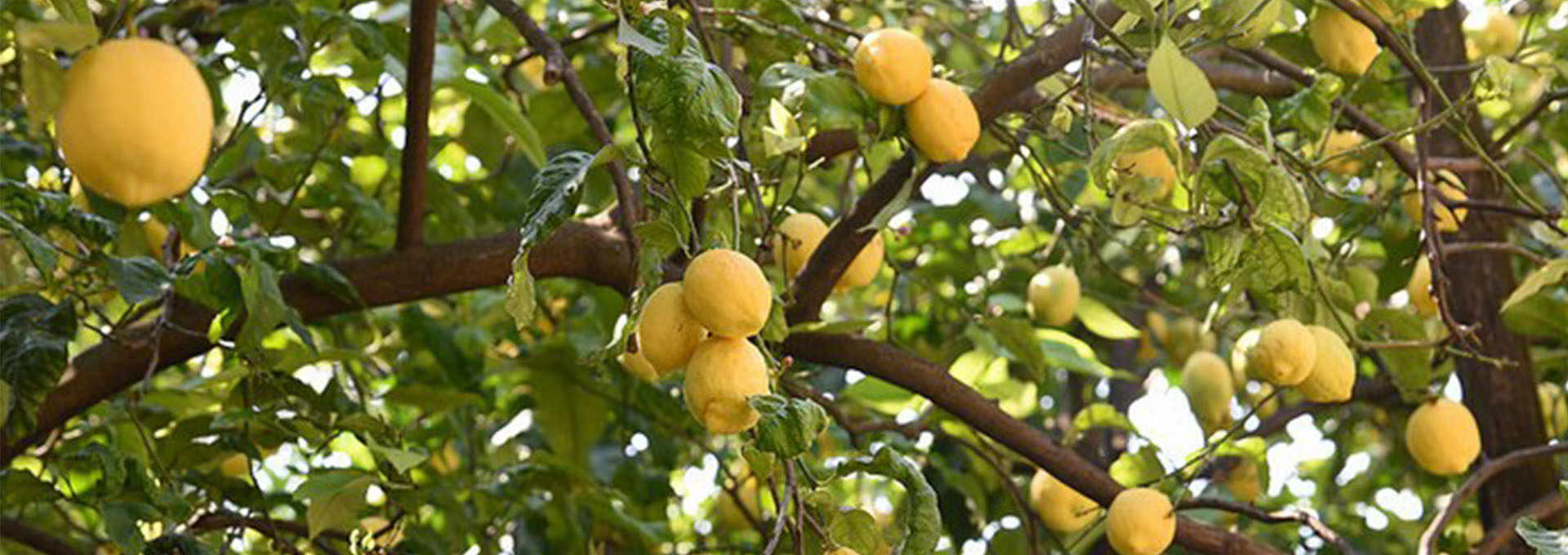 The Lemons of Lake Garda