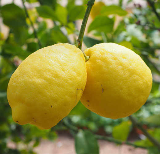 The Lemons of Lake Garda