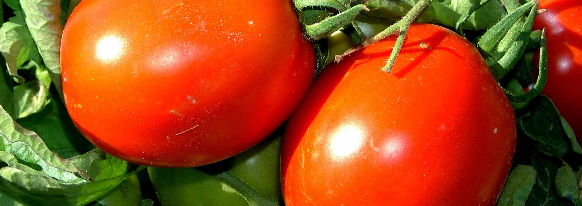 The Siccagno Tomato