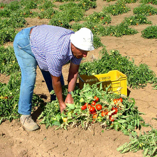 The Siccagno Tomato
