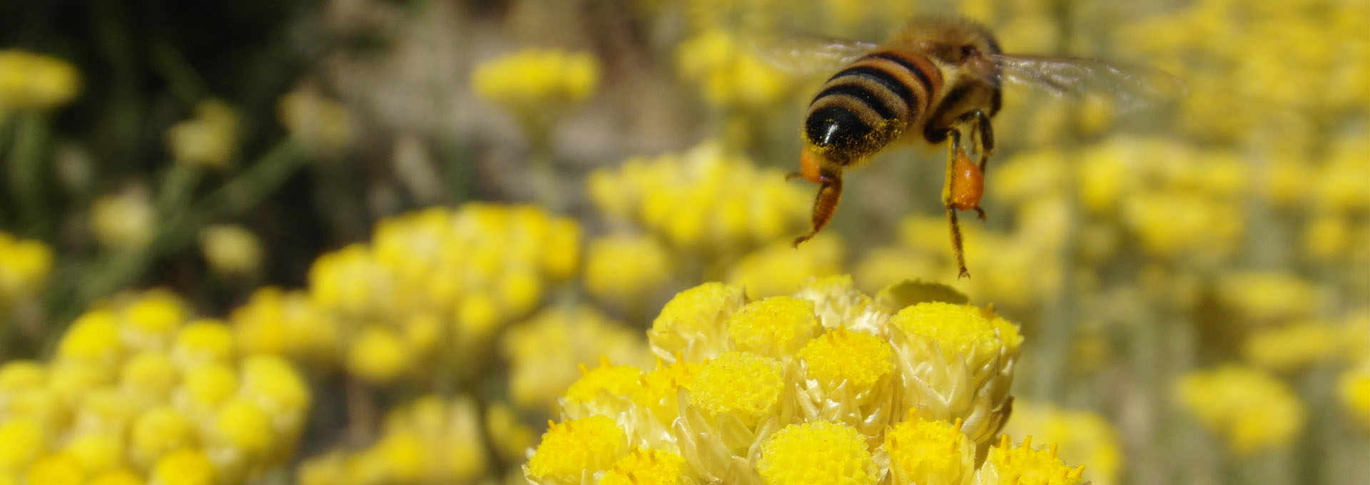 “Beach” Honey: The Sweet Flavour of the Sea