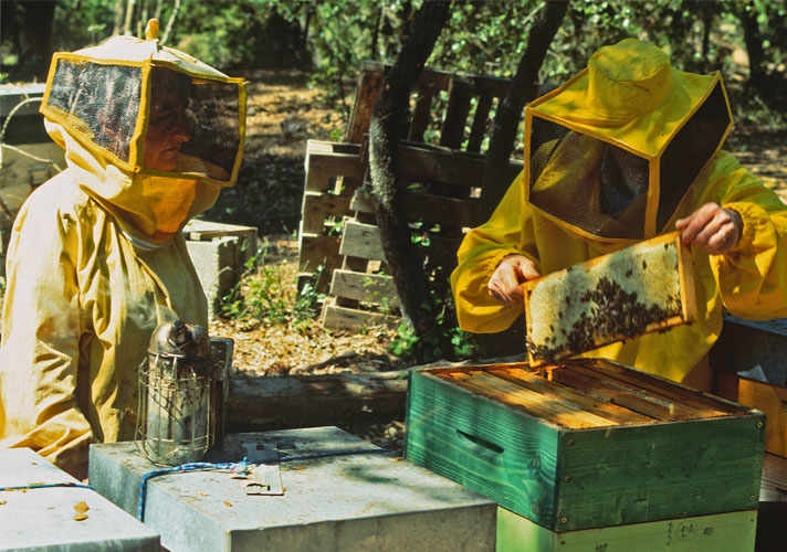 “Beach” Honey: The Sweet Flavour of the Sea