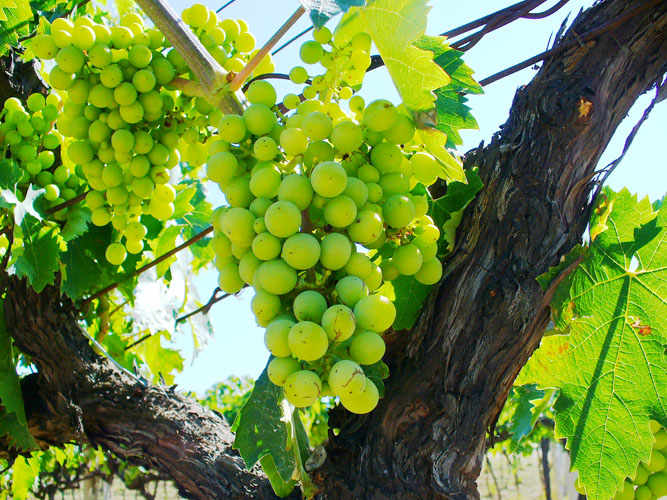 Trebbiano d’Abruzzo PDO