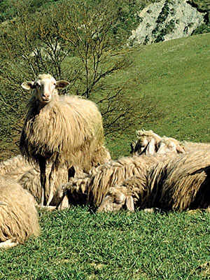 Central Italian Lamb