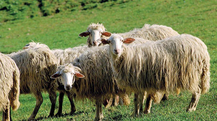 The inclusion in the IGP registry concerns all lamb raised for meat in the six regions of the peninsula’s centre – Abruzzo, Emilia-Romagna (except the provinces of Ferrara and Piacenza), Lazio, Marche, Tuscany and Umbria – and belonging to the original breeds of the area.