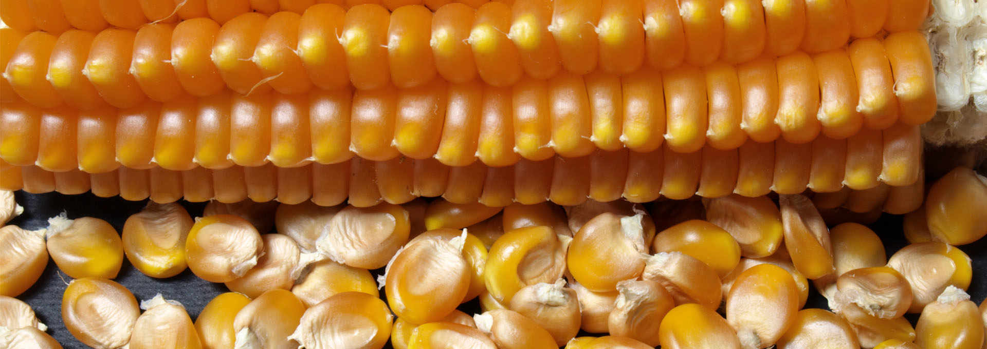 Scagliolo, The Amazing Maize of Carenno