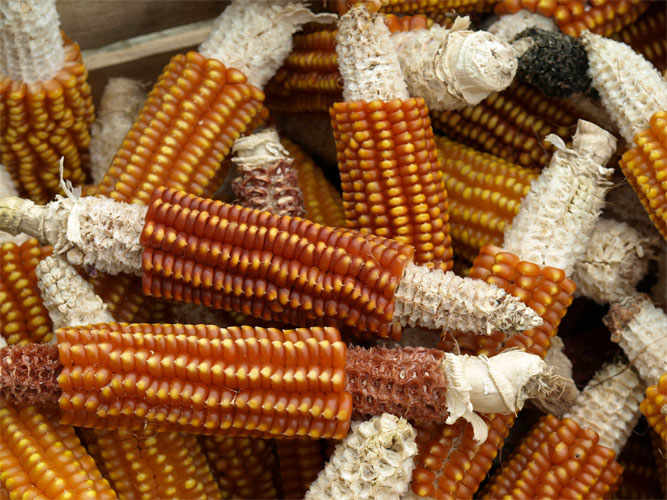 Scagliolo, The Amazing Maize of Carenno