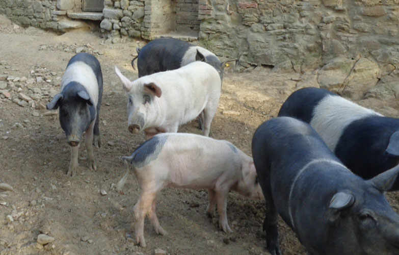 The Armaiolo Farm