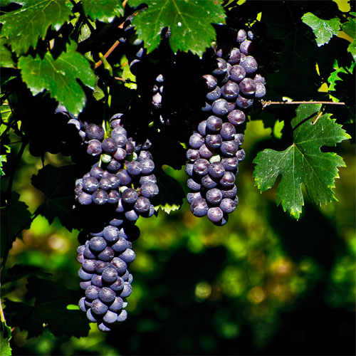 Nebbiolo grapes.