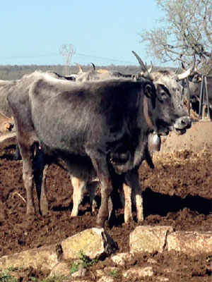 The Quality Milk and Meat of the Podolica Cattle Breed