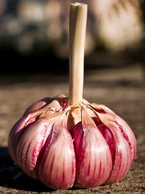 Sulmona Red Garlic