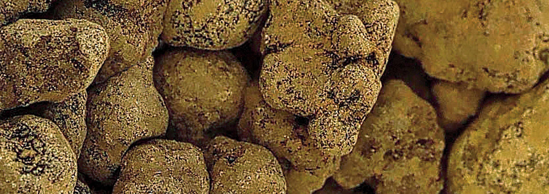 Truffle: The Forgotten Riches of Abruzzo