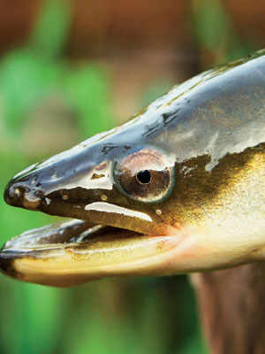 The Capitone Eel 