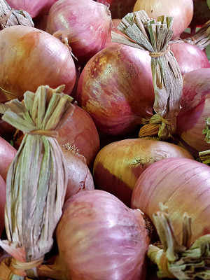The Coppery Montoro Onion