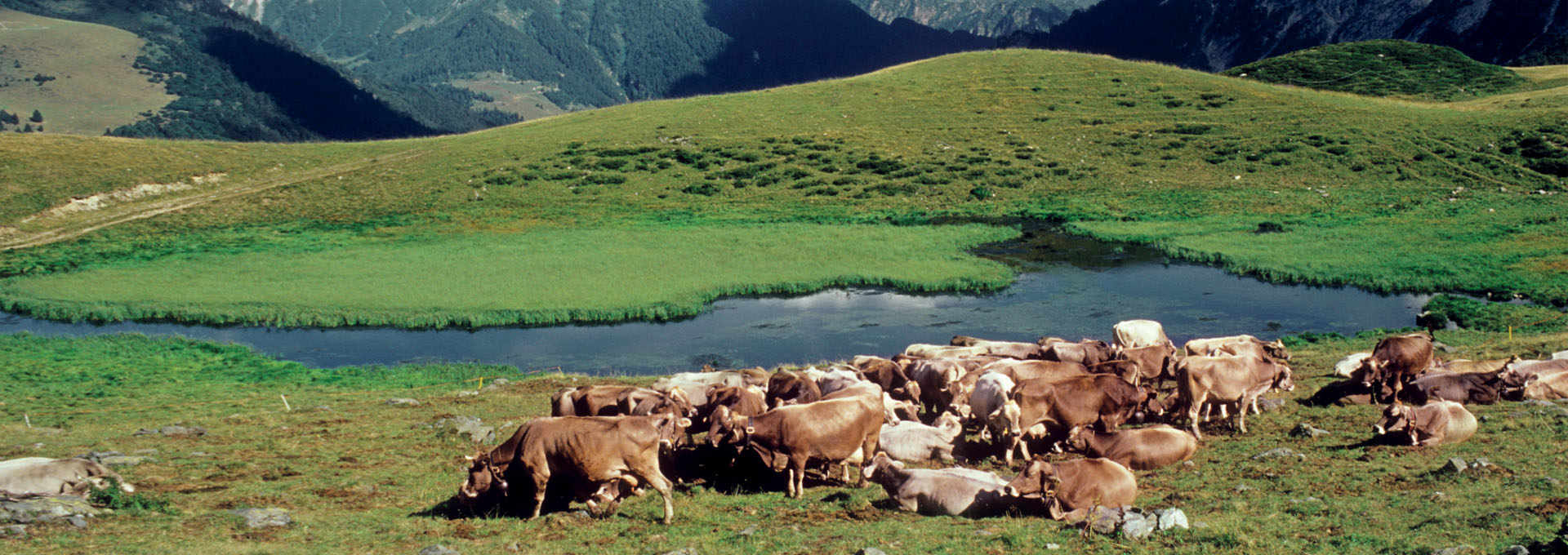 The Pastures of the Brembana Valley