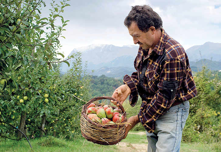 The Pink Apple of The Sibillini Mountains