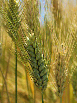Ancient Wheat Packed With Goodness