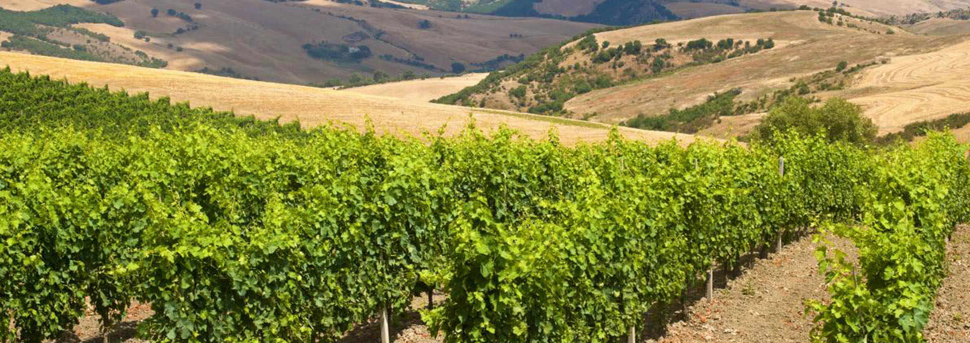 Basilicata Wines: Discovering The Excellence