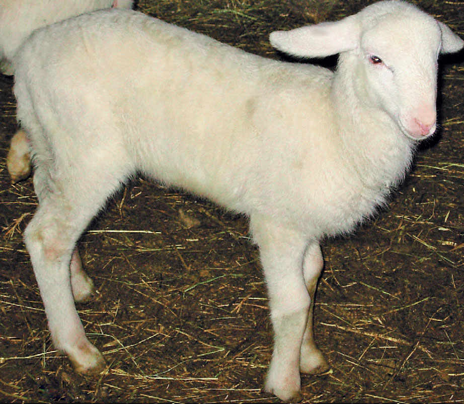 The Fabrianese Lamb