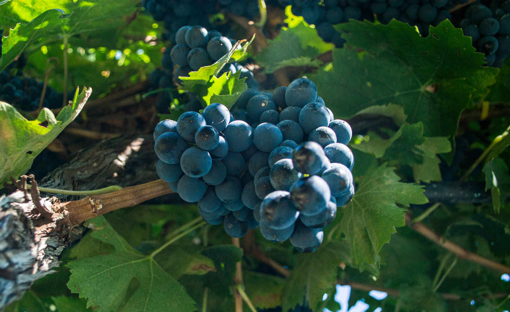 Tintilia del Molise - Elegant, Rich, and Ruby Red