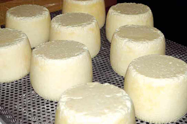 The cheese of the Happy Goats of Val di Gresta.