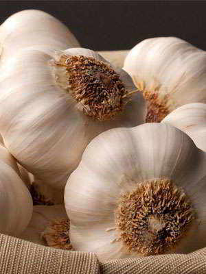 The Garlic of Voghiera, Ferrara, Emilia-Romagna