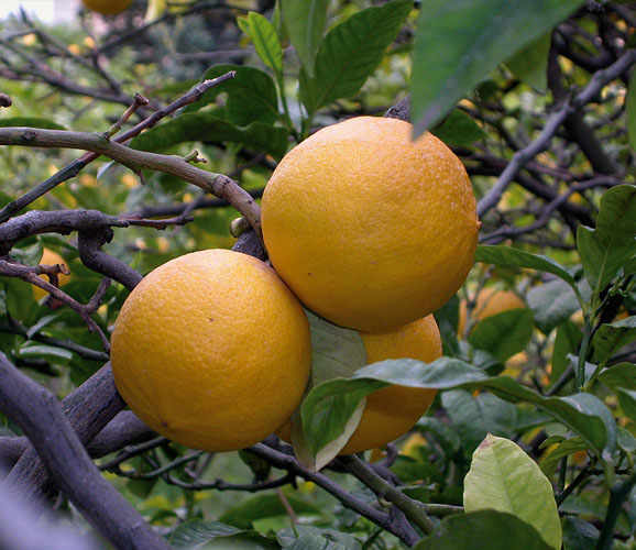Aspromonte. Despite the numerous attempts, bergamot has not been planted or multiplied elsewhere.