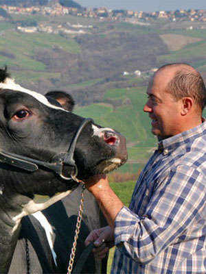 The Cows of Guglielmo