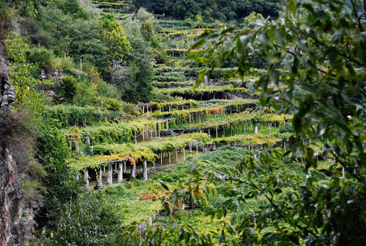 Carema Wine: Nebbiolo grapes grown on pergolas.