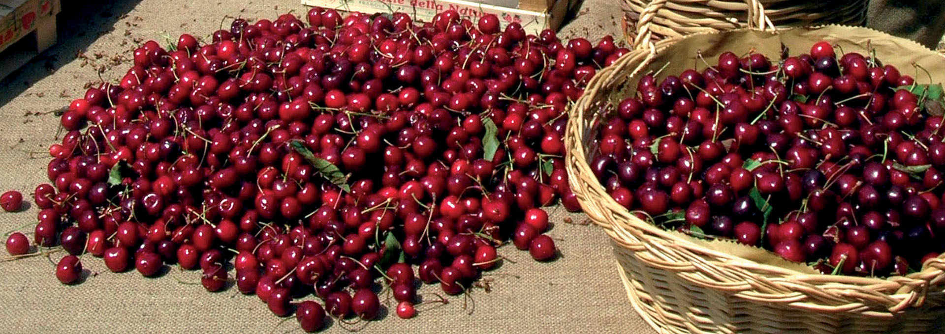 Lari Cherries, to Jam and Jelly