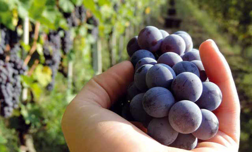 The Adriano Family’s Barbaresco wine, obtained from Nebbiolo grapes.