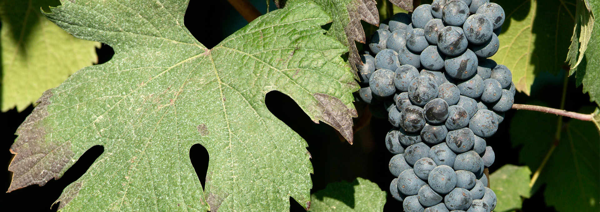 Lambrusco di Sorbara