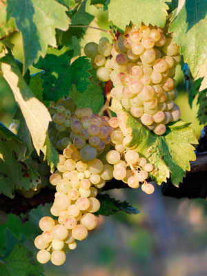 Vernaccia di San Gimignano PDO