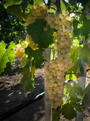 Vermentino di Gallura