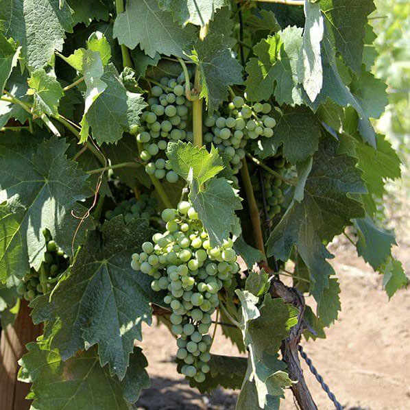 Grecanico Dorato is a grape type indigenous to Sicily.