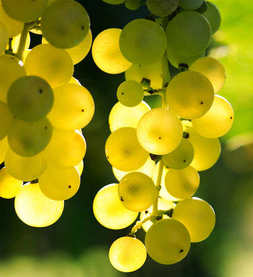 Greco di Tufo CGDO
