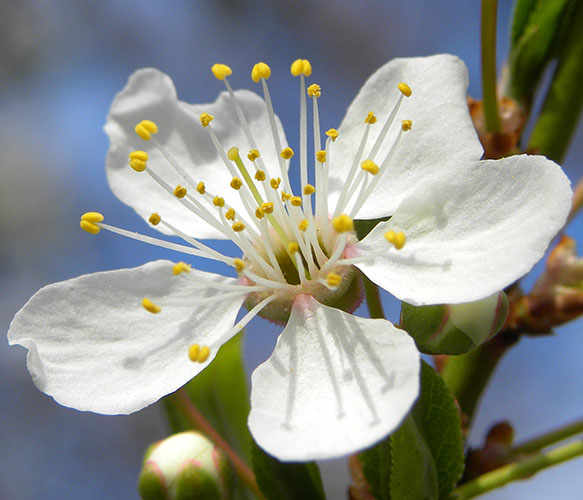 Plum flower.