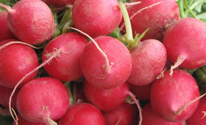 Radish.