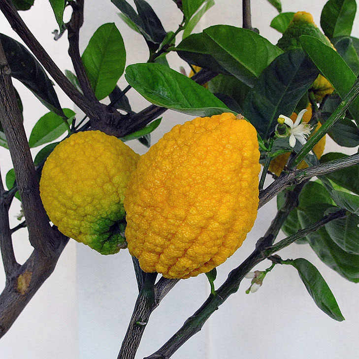 The Long History of the Citron and the Lemon