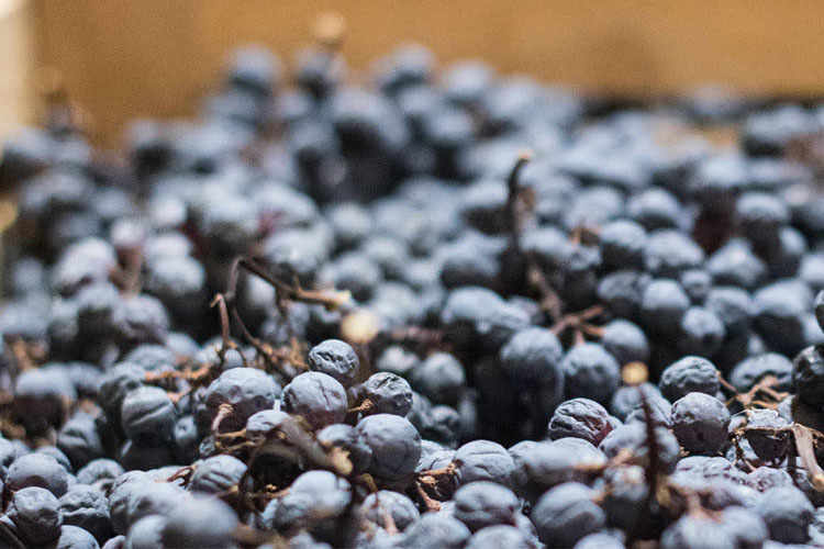 Amarone della Valpolicella
