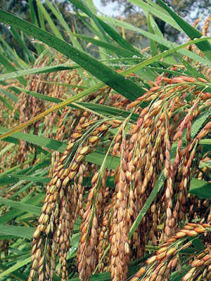 The Carnaroli Rice of Riserva San Massimo Farm